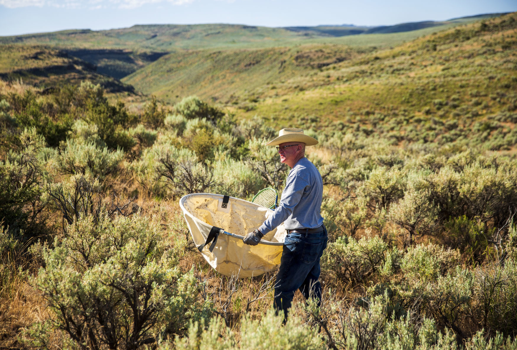 Idaho Fish and Game collect Bitterbrush seeds